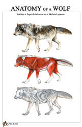 #arcticwolf | Explore arcticwolf on DeviantArt