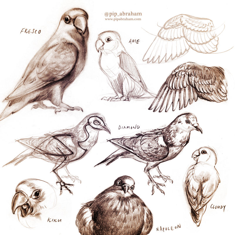 bird sketches by oxpecker