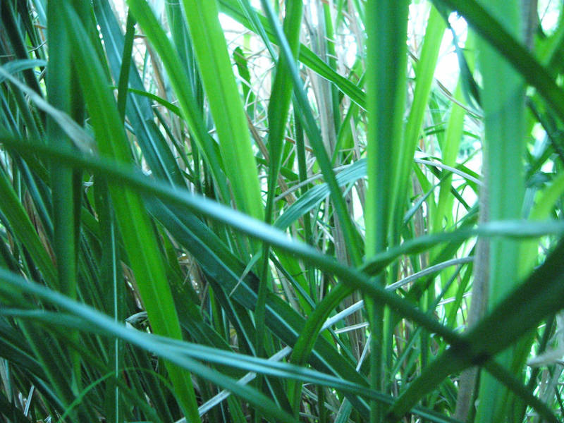 In The Zebra Grass 2 by NemoNameless In The Zebra Grass 2 by NemoNameless
