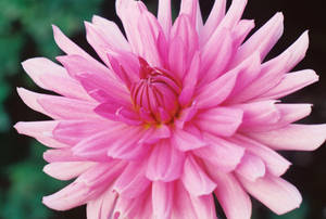 00000106_FloweringDahlia by NemoNameless 00000106_FloweringDahlia by NemoNameless