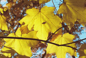 00000027_MapleLeavesII by NemoNameless 00000027_MapleLeavesII by NemoNameless