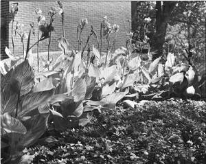 4x5Negative11 bc small jpeg70 by NemoNameless 4x5Negative11 bc small jpeg70 by NemoNameless