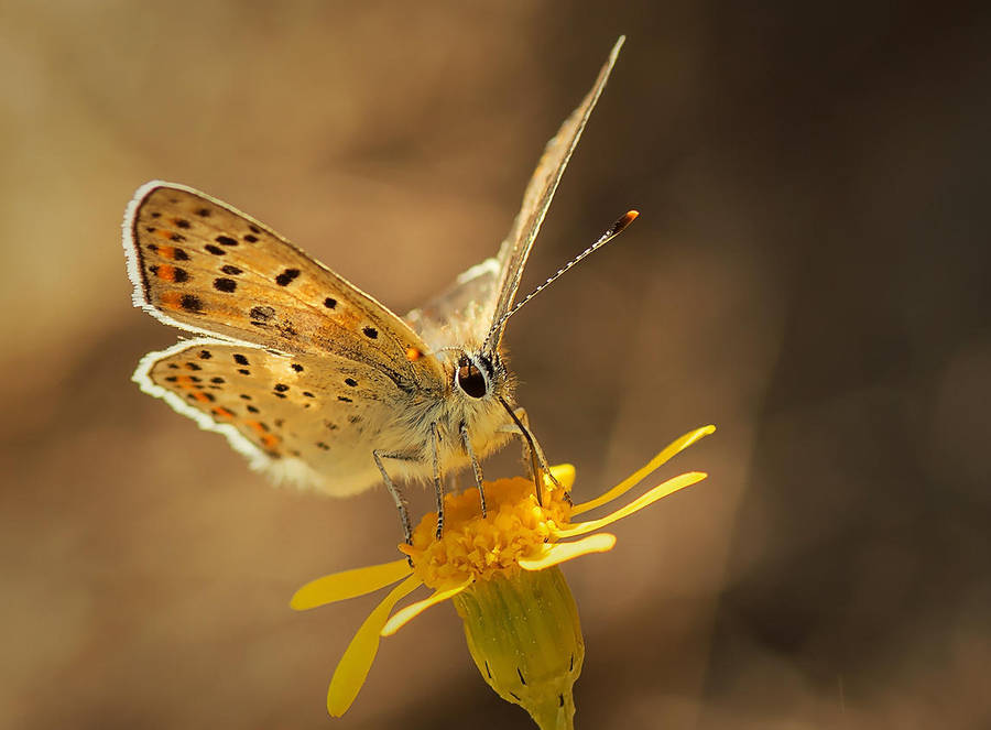 Small Copper by BiBiARTs Small Copper by BiBiARTs