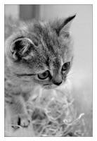 Curiosity ... by greenandyellow