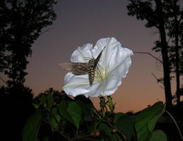 Lunar Moth n Evening Glory by RonStonehenge