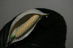 Flower n Droplet by RonStonehenge