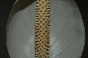 Flower Closeup by RonStonehenge