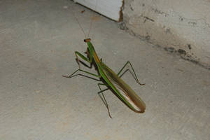 Praying Mantis II by RonStonehenge