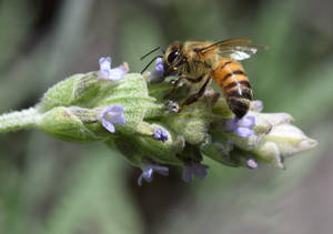 Bee portrait by rwetzel Bee portrait by rwetzel