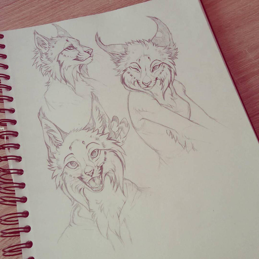 Lynx sketches by Kay-Ra
