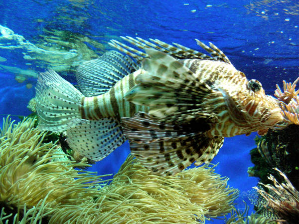 Fishes of Monaco II by esharra