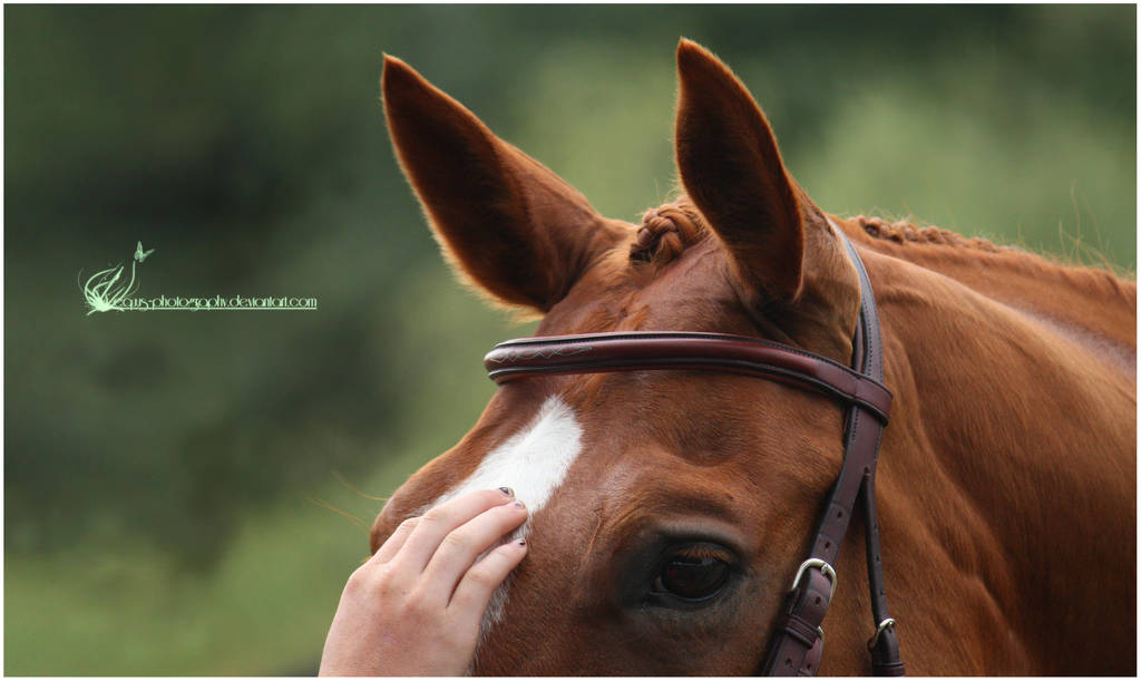 Once Upon A Moment by Equus-Photography