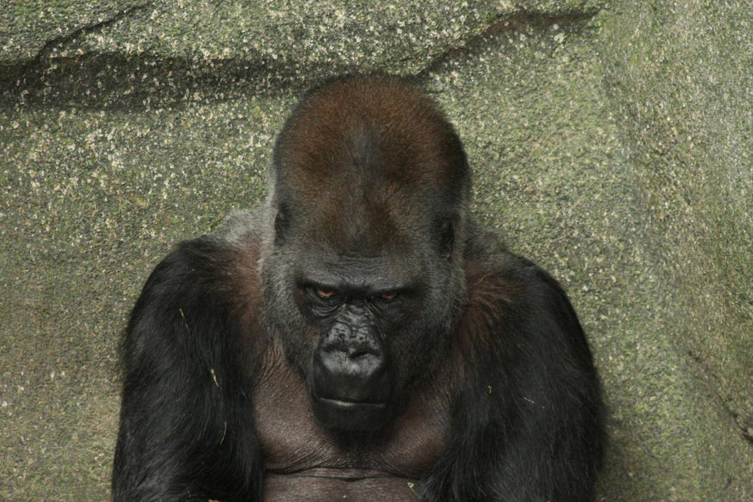 Angry Gorilla by martyf81