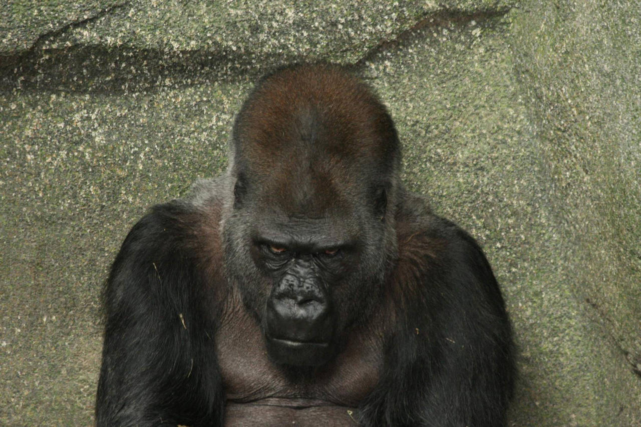 Angry Gorilla by martyf81