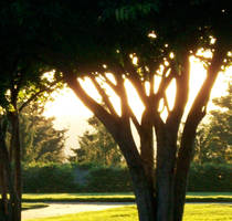 Sun Light Beaming by TheBlackIrisLamia