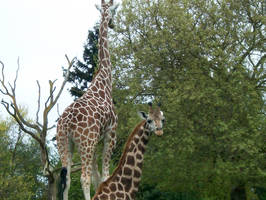 Giraffe Models by TheBlackIrisLamia