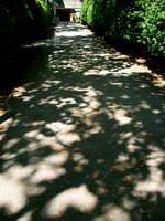 Shadow 1 by TheBlackIrisLamia