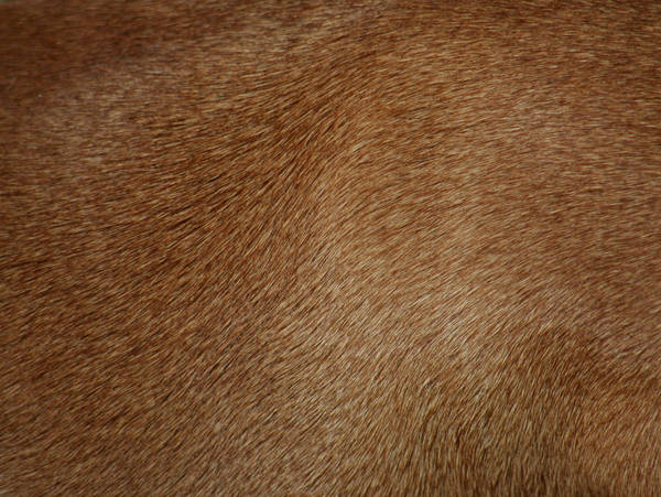 121 - Fur texture by emilie-stock