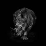 White Rhino by PeteLatham