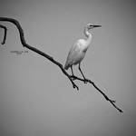 Life's delicate balance .. by astelpay