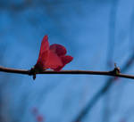 Spring Rush by MadeinPlute