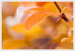 Autumn's song by Fant0me