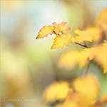 time to remember by Fant0me