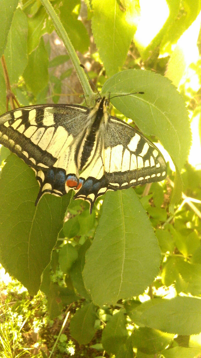 Machaon on leaves by KrisFirst Machaon on leaves by KrisFirst