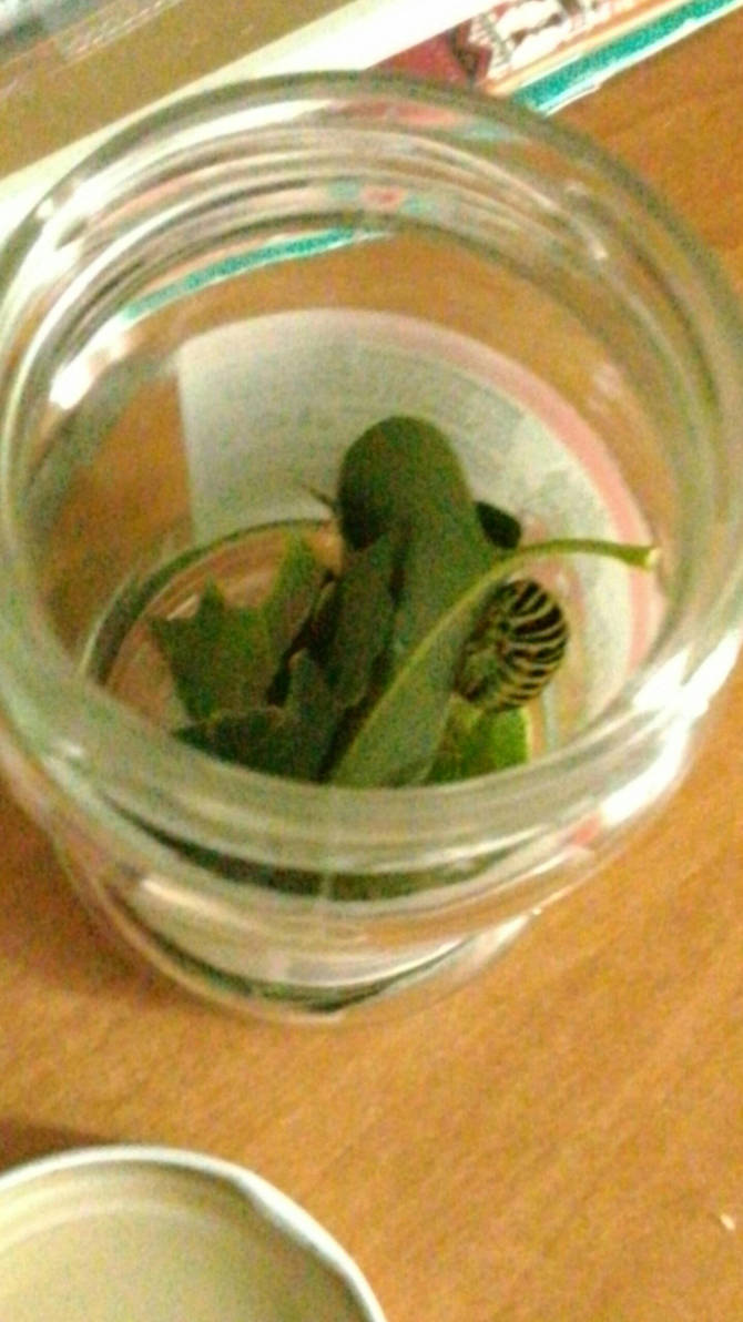 Caterpillar in jar by KrisFirst Caterpillar in jar by KrisFirst