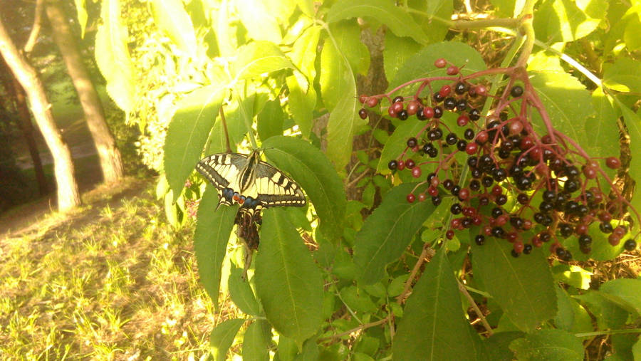Machaon by KrisFirst Machaon by KrisFirst