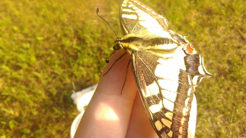 Machaon by KrisFirst Machaon by KrisFirst
