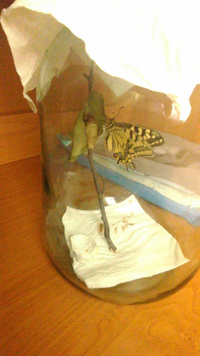 Machaon by KrisFirst Machaon by KrisFirst