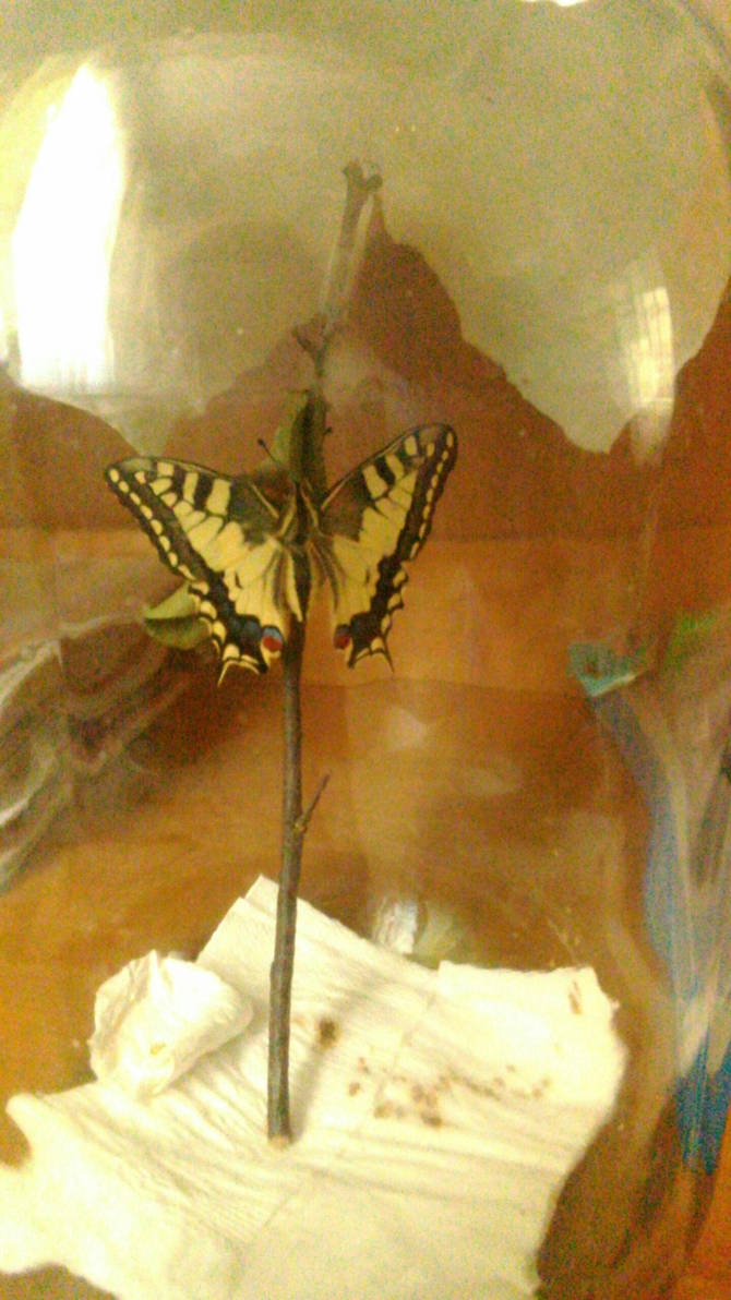 Born of Machaon by KrisFirst Born of Machaon by KrisFirst