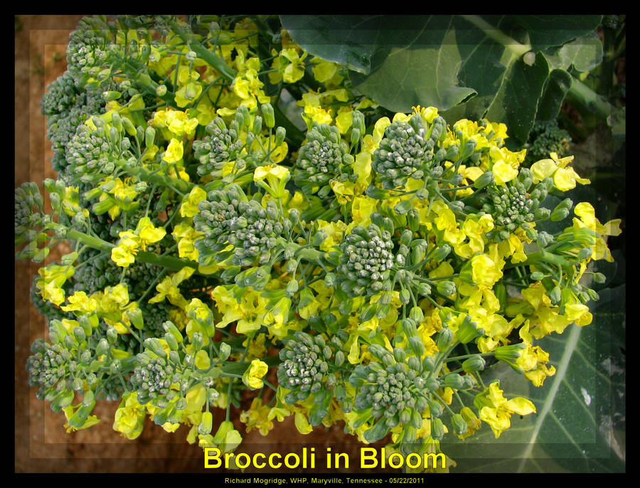 Broccoli in Bloom 2 by slowdog294 on DeviantArt