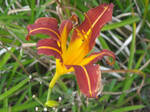Tiny Tiger Lily by TheLimeTangerine