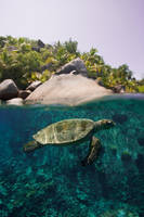 Green Turtle, Over and Under by leighd