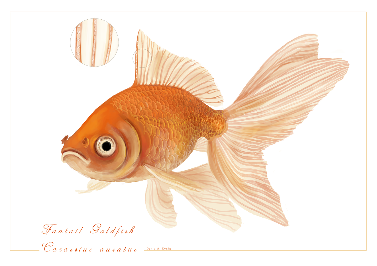 Fantail Goldfish - Carassius auratus by rainytown