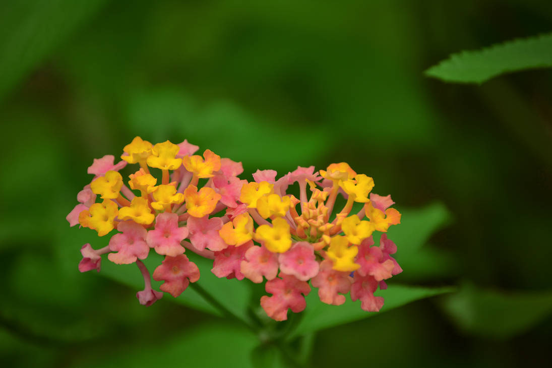 Small Pink And Yellow Flowers Lantana By Magicl91 On Small Pink And Yellow Flowers Lantana By Magicl91