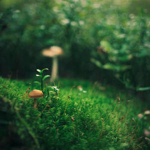 La Foret III by siamesesam La Foret III by siamesesam
