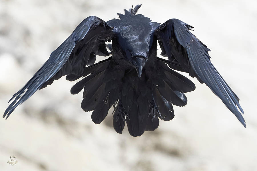 Ravens Flight by JestePhotography