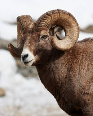 Big Horned Sheep - Big Boss by JestePhotography Big Horned Sheep - Big Boss by JestePhotography