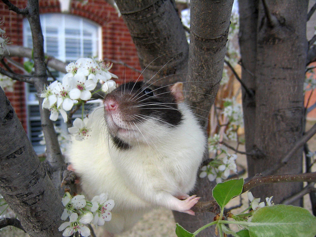 Spring and Rats Series - Vlad by Kitzira