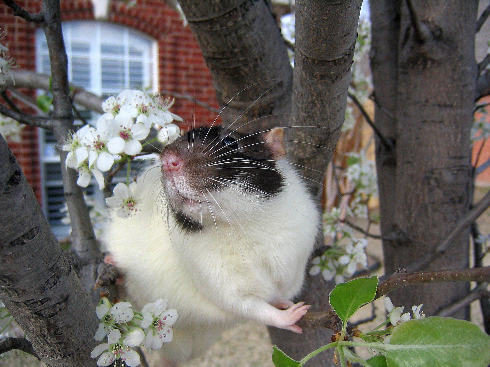 Spring and Rats Series - Vlad by Kitzira