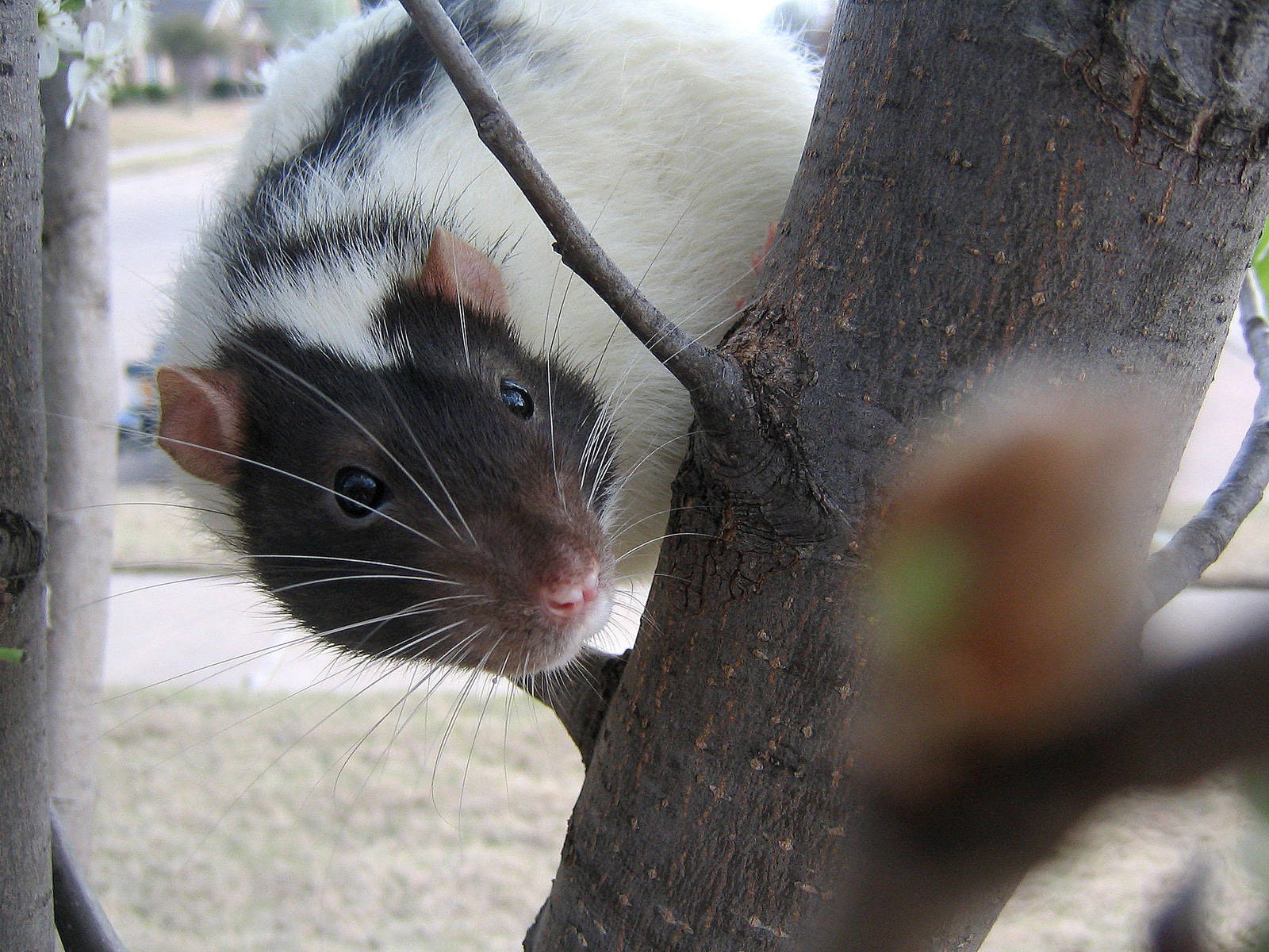 Spring and Rats Series - Vlad2 by Kitzira