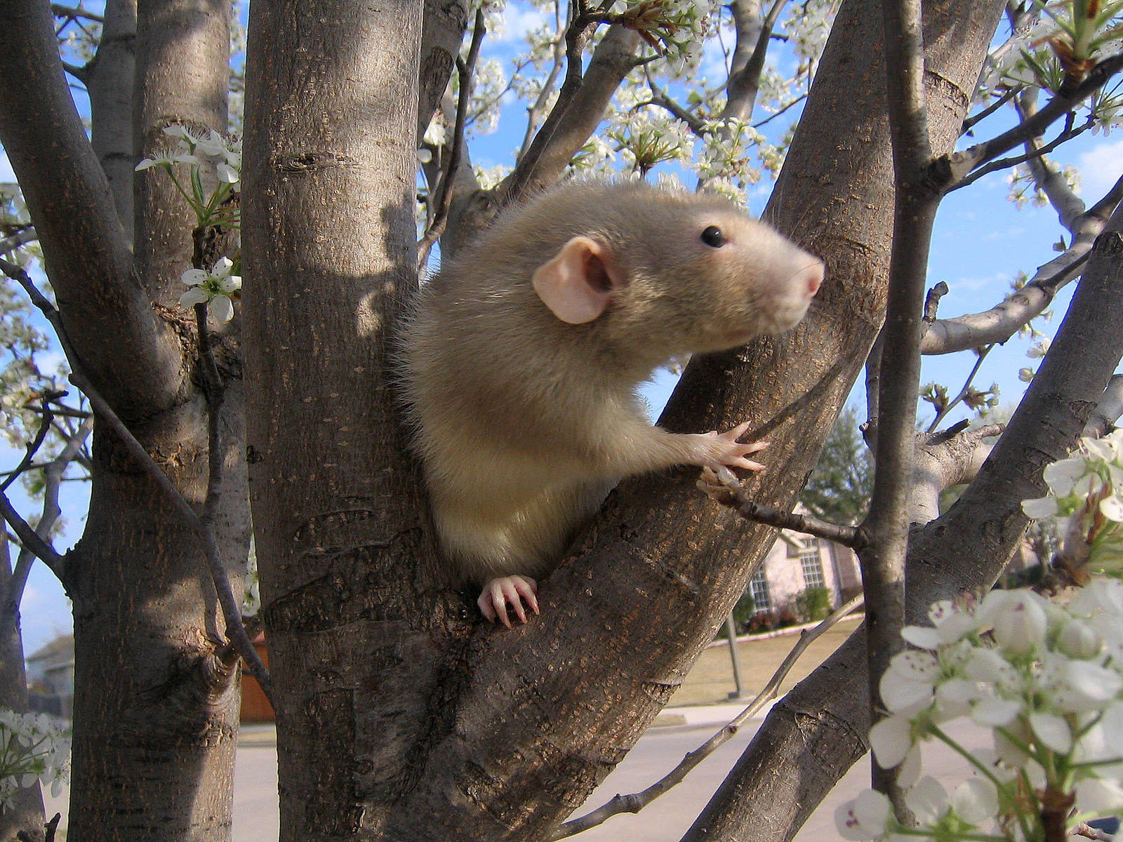 Spring and Rats Series - Baxil by Kitzira