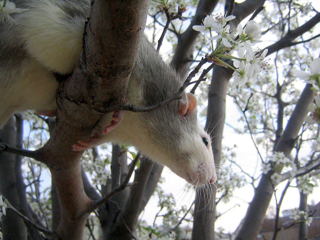 Spring and Rats Series - Danny by Kitzira