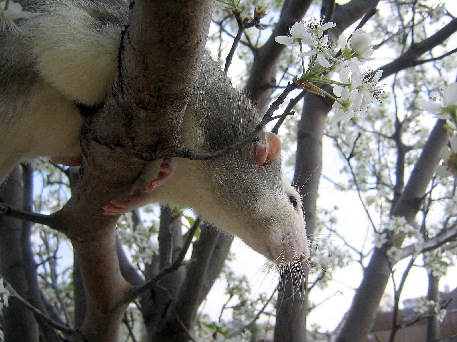 Spring and Rats Series - Danny by Kitzira