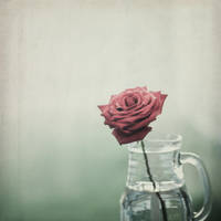 Scarlet's Rose by Mfotografie