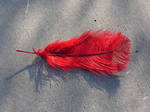 Red Ostrich Plume Feather by FantasyStock