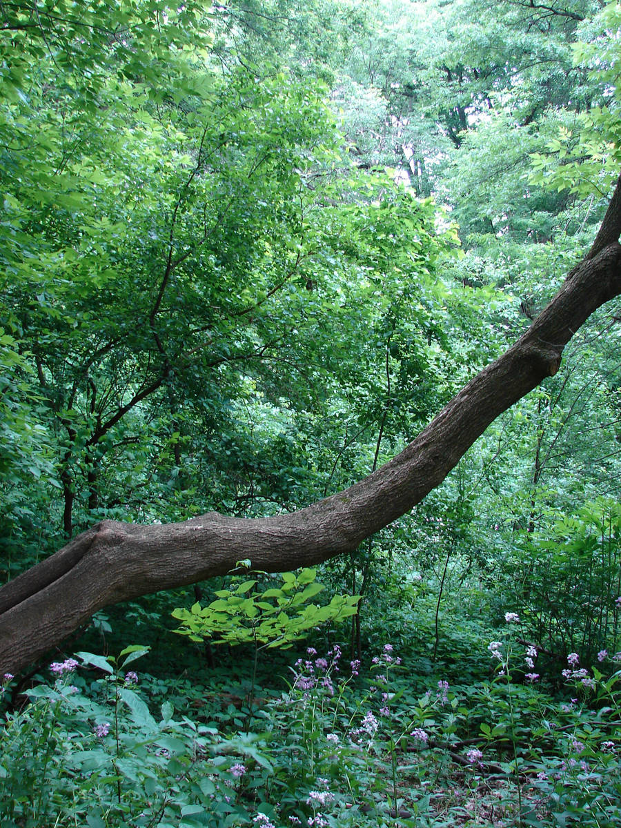 Stock Forest Background 2 by FantasyStock